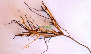Bệnh thối rễ ở cây bơ do Phytophthora