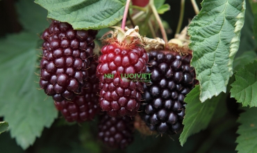Tìm hiểu cách điều trị bệnh trên cây Boysenberry