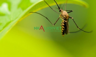 8 loại cây xua đuổi muỗi hiệu quả nhất