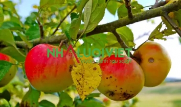 6 loại bệnh phổ biến nhất trên cây táo