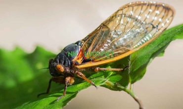 Cách xác định và kiểm soát các loài côn trùng gây hại cây trồng phổ biến