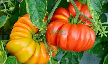 Các giống cà chua lớn tốt nhất cho vườn