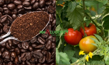Hướng dẫn sử dụng bã cà phê cho cây cà chua