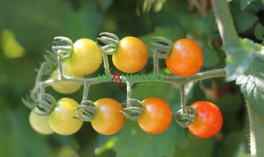 Cây cà chua có phát triển trong 4 giờ nắng không?