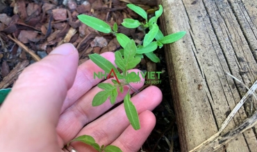Có nên trồng cà chua tự mọc bằng hạt không?