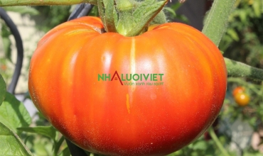 Cách trồng cà chua Beefsteak