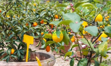 Cây ăn quả tốt nhất để trồng trong chậu hay thùng xốp