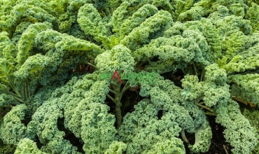 Hướng dẫn chi tiết cách trồng cải xoăn Kale