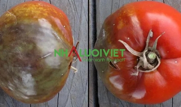 11 bệnh thường gặp trên cây cà chua