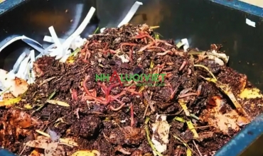 Cách cải thiện khu vườn và môi trường của bạn bằng cách ủ phân hữu cơ với giun đỏ