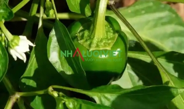 Cách trồng ớt chuông (Capsicum annuum)