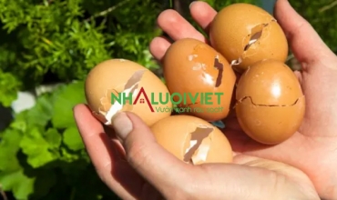 6 Công Dụng Tuyệt Vời Của Vỏ Trứng Cho Khu Vườn