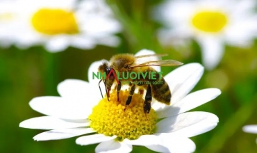 10 cách tuyệt vời bạn có thể giúp cứu loài ong trong vườn
