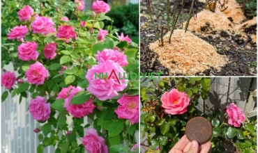 11 bí mật để trồng những bông hồng to đẹp nhất