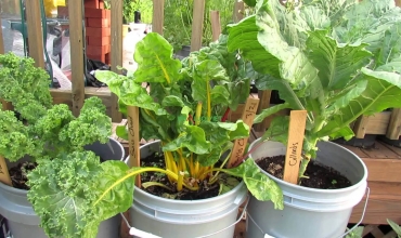 Cách trồng cải xoăn Kale trong chậu