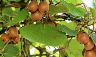 Cây Kiwi có trồng được ở Việt Nam không?