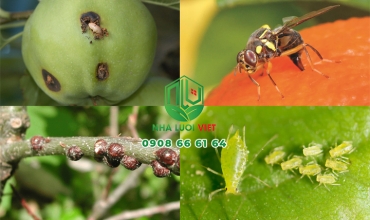 Các loại côn trùng gây hại cho cây ăn quả
