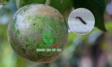 Ngăn bọ trĩ hại cam quýt hiệu quả bằng lưới